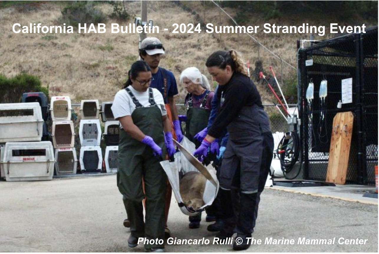 California HAB Bulletin – 2024 Summer Stranding Event